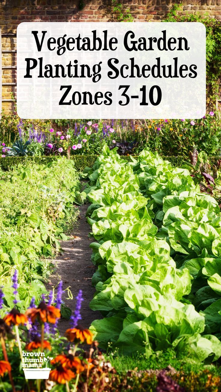 Vegetable Planting Schedule Zones 3-10