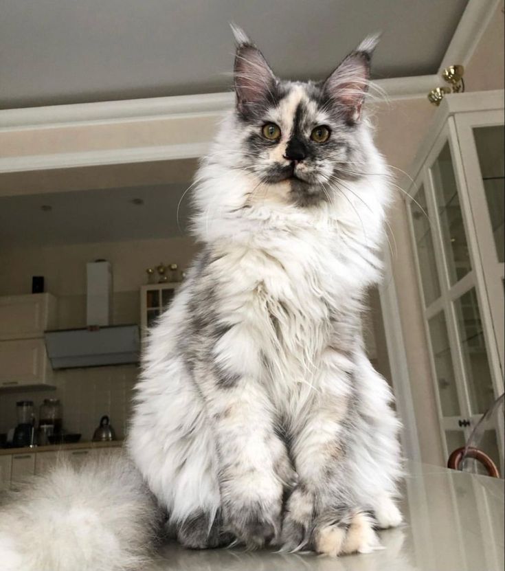 a fluffy white cat sitting on top of a counter