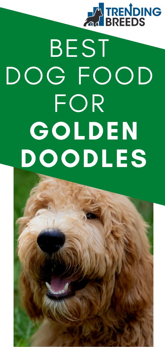 the best dog food for golden doodles is in front of a white background with green border