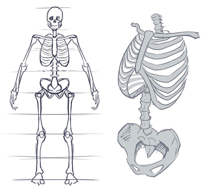 the human skeleton is shown in three different positions, including the lower half and upper half