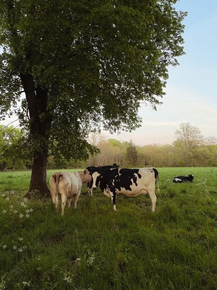 three cows are standing in the grass under a tree