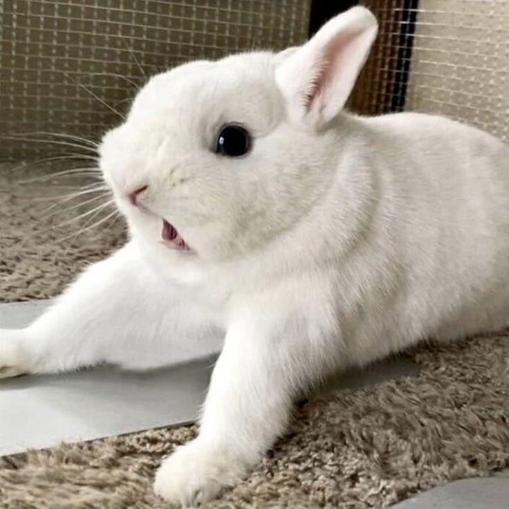 a white rabbit is laying on the floor