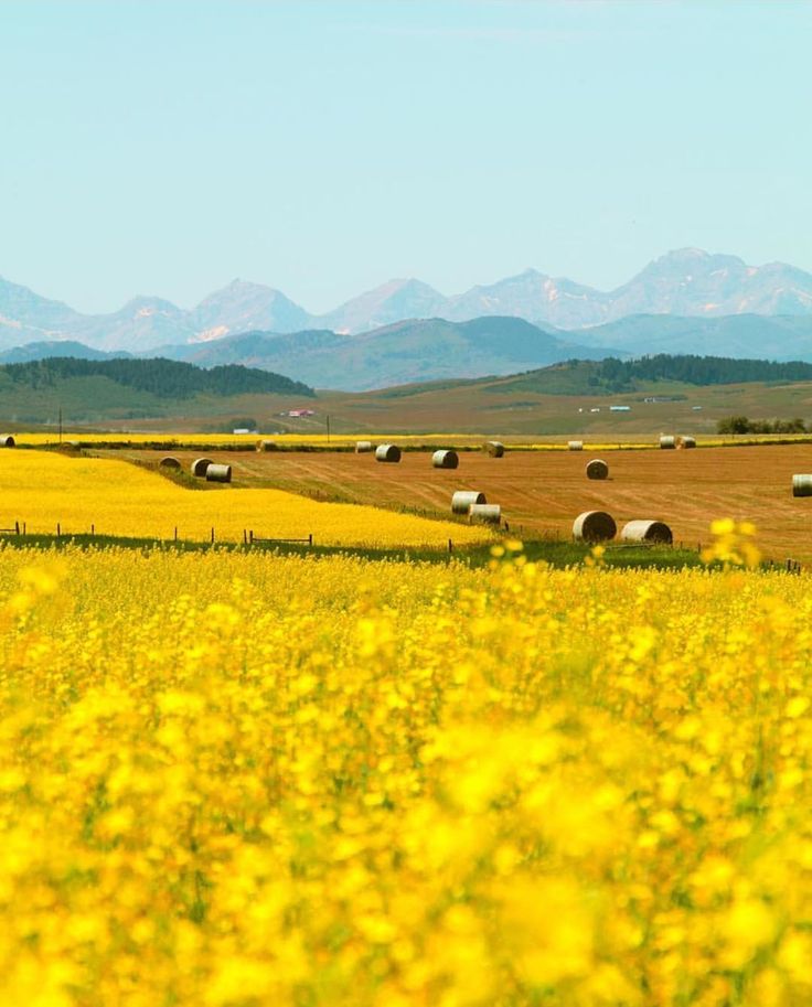 a field full of yellow flowers and bales in the distance with mountains in the background