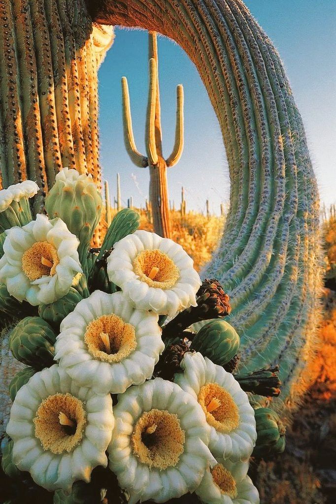 white and yellow flowers are in front of a large saguado cactus, with the sky behind them