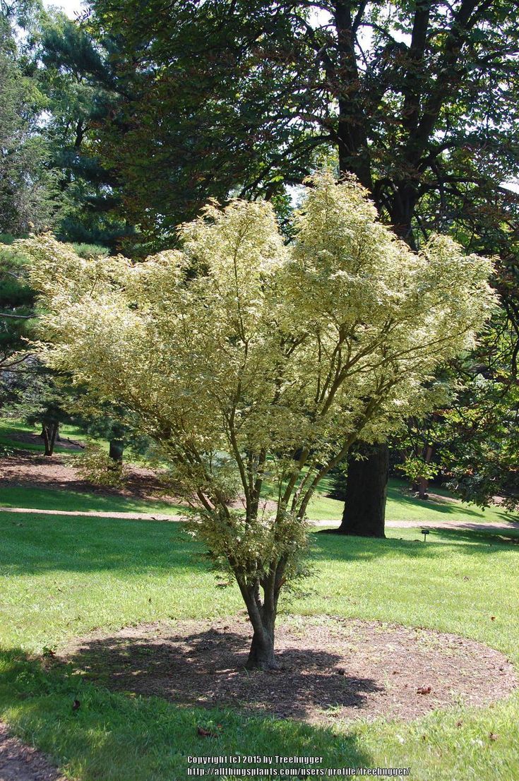 a small tree in the middle of a grassy area with lots of trees around it