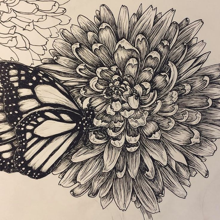 a black and white drawing of a butterfly on a flower