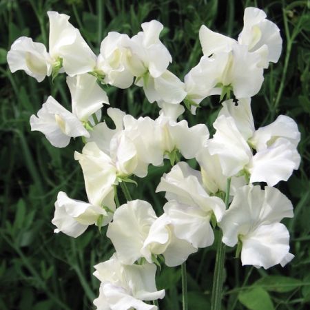 some white flowers are growing in the grass