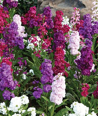 purple and white flowers blooming in the garden