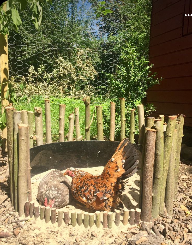 a chicken laying in the dirt next to a wooden fence and some rocks on the ground