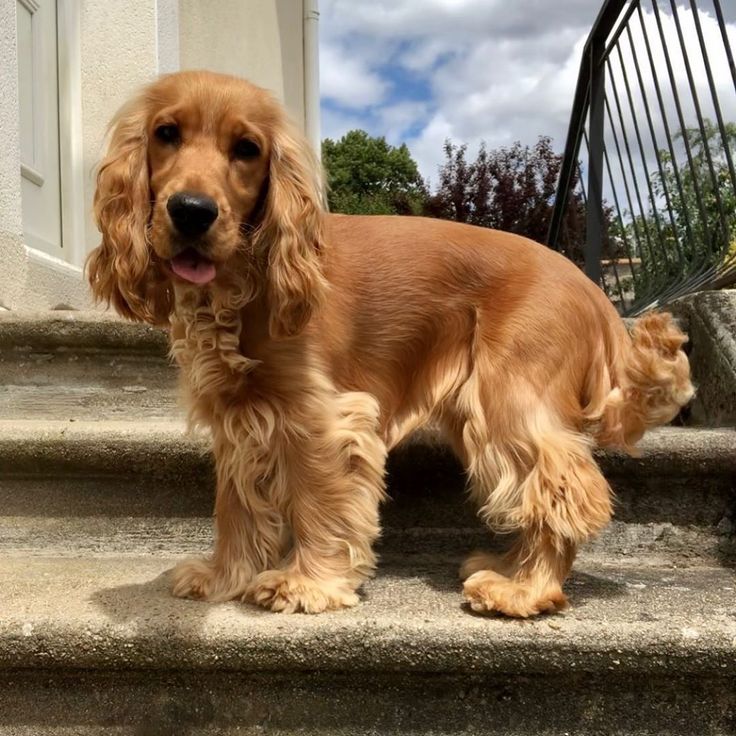 a dog is standing on the steps outside