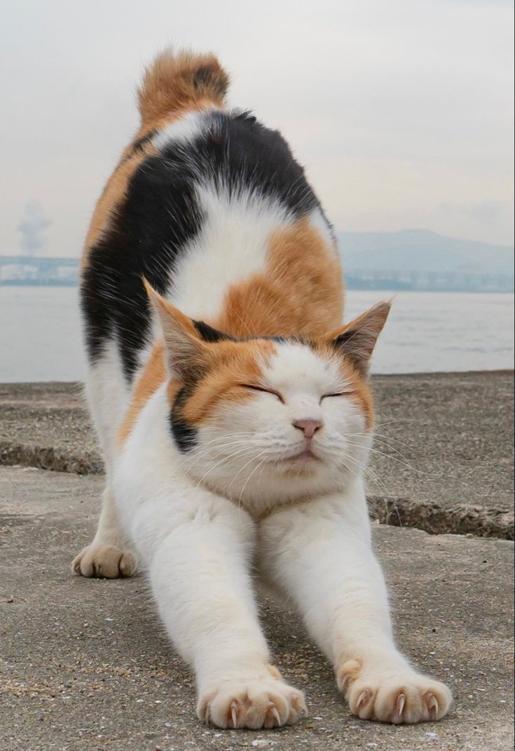 a calico cat is walking on concrete near the water