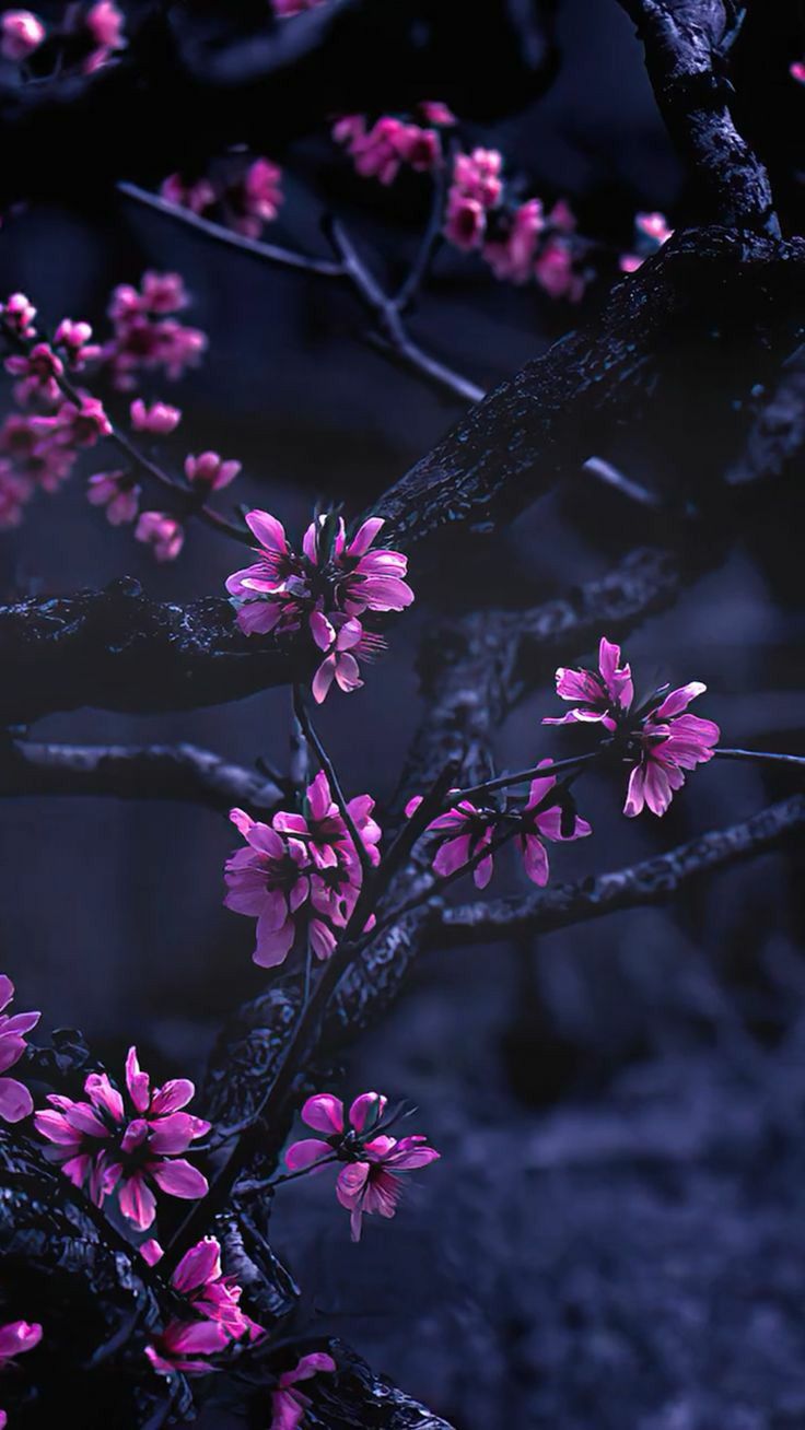 pink flowers blooming on the branches of a tree in front of a dark background