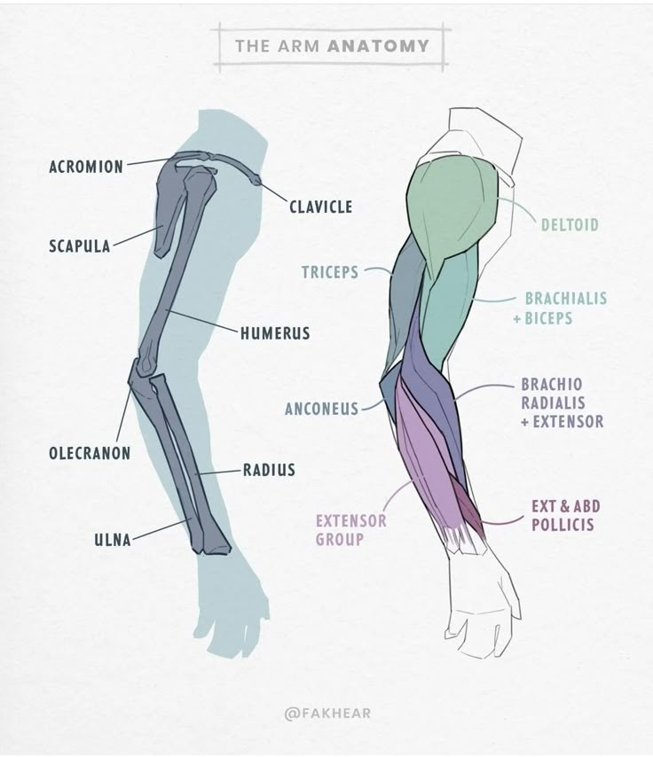 the arm anatomy and its major muscles