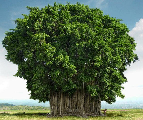 a large tree in the middle of a field