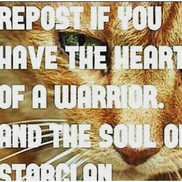 an orange cat with the words, repost if you have the heart of a warrior and the soul of stoicon