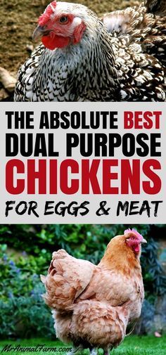 the absolute best dual purpose chickens for eggs and meat is shown in two different pictures