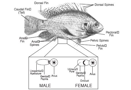 a fish labeled in the diagram below