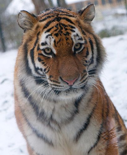 a close up of a tiger in the snow