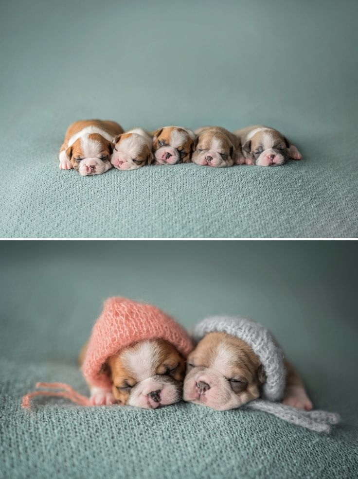 three puppies are sleeping on the floor in hats