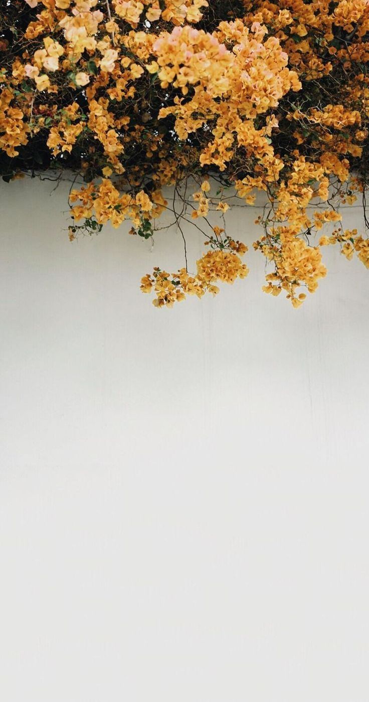 yellow flowers growing on the side of a white wall