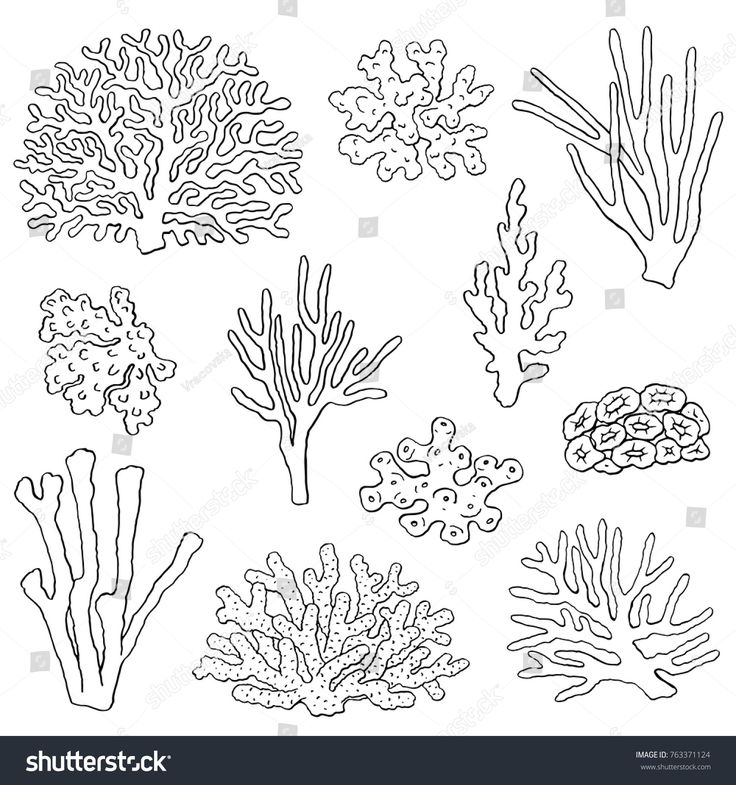 seaweed and corals drawn in black ink on white paper, hand drawn illustration