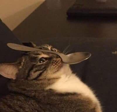 a cat with a spoon on its head