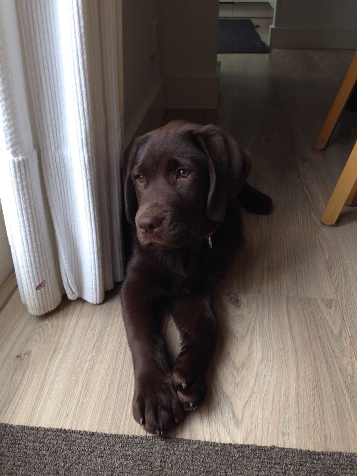 a brown dog laying on top of a wooden floor next to a white radiator