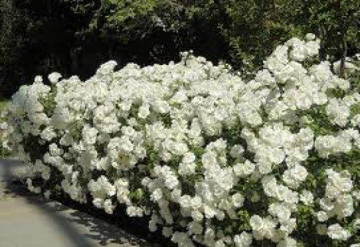 white flowers are growing along the edge of a sidewalk in front of trees and bushes