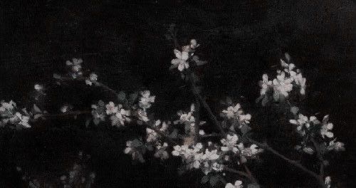 a black and white photo of flowers on a tree in the night time with no leaves