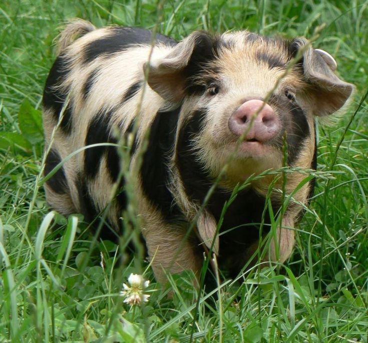 a small pig is standing in the grass