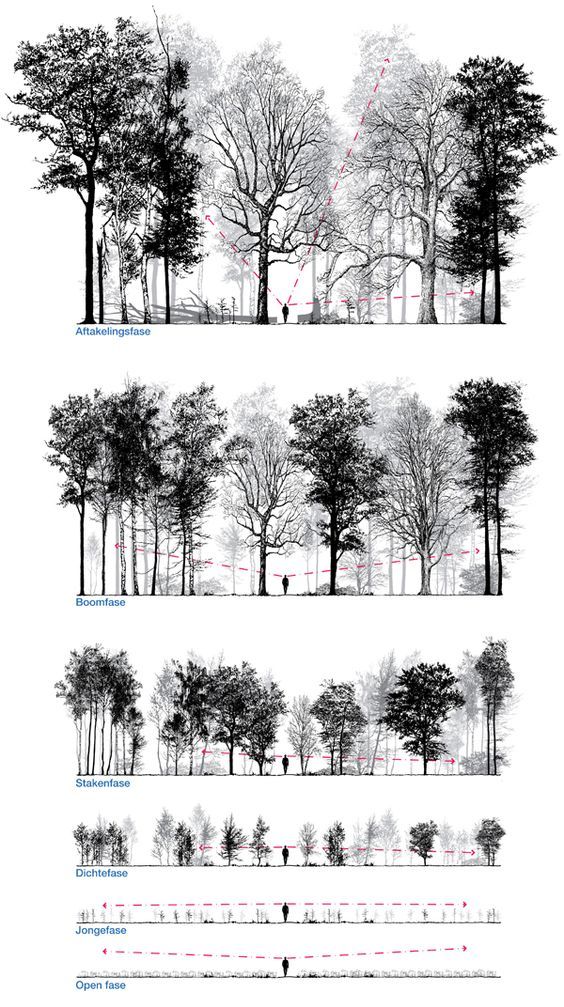 four different views of trees in the woods, one is black and white with red dots on