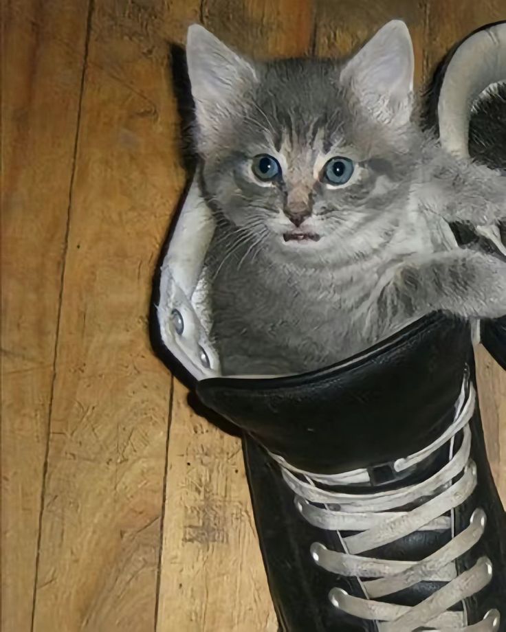 a kitten is sitting in a pair of sneakers