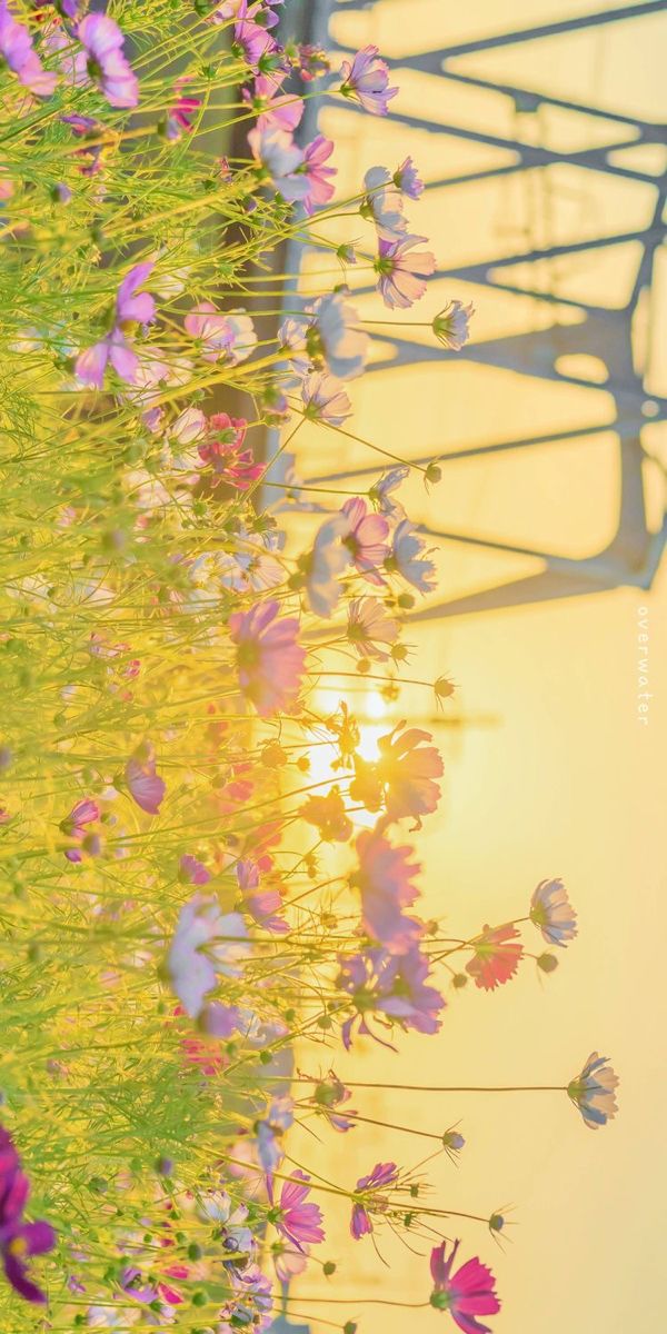 the sun shines brightly behind purple flowers