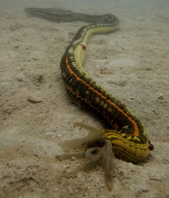 a yellow and black caterpillar crawling on the sand