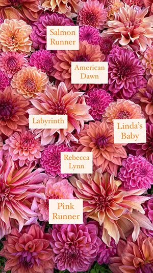 a bunch of pink flowers with labels on them that say names and date for each flower