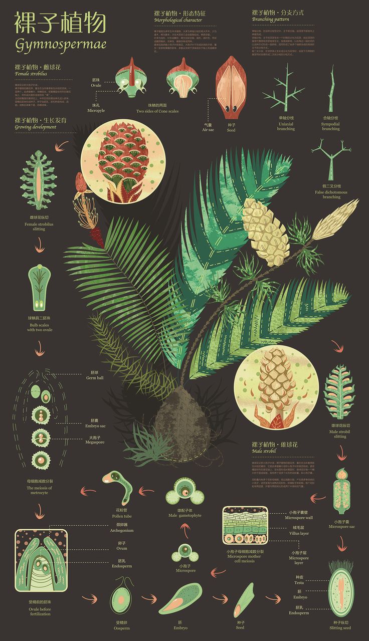 a poster with different types of plants on it