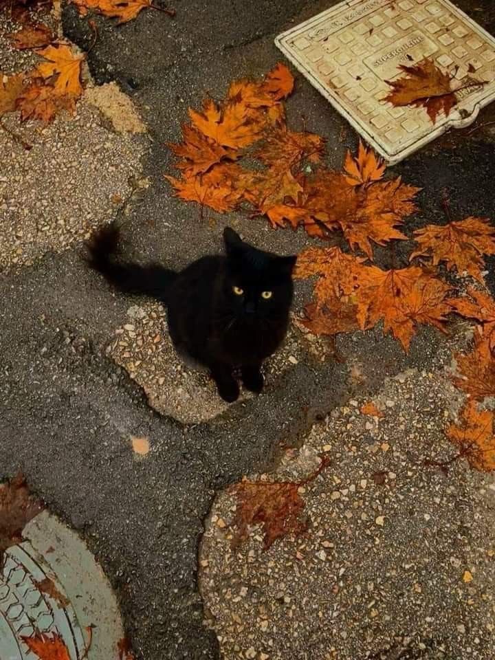 a black cat sitting in the middle of some leaves on the ground and looking at the camera