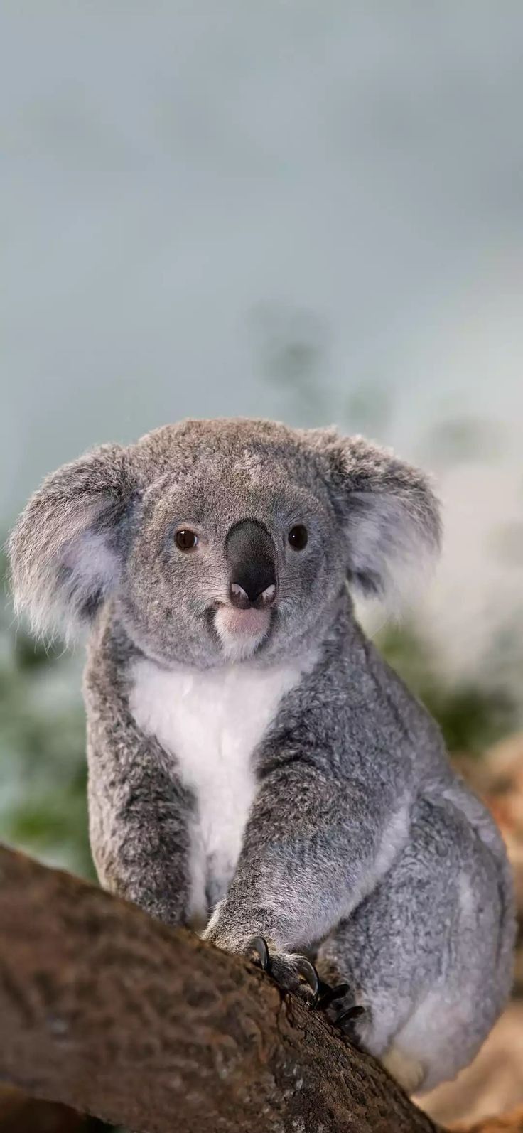 a koala bear sitting on top of a tree branch