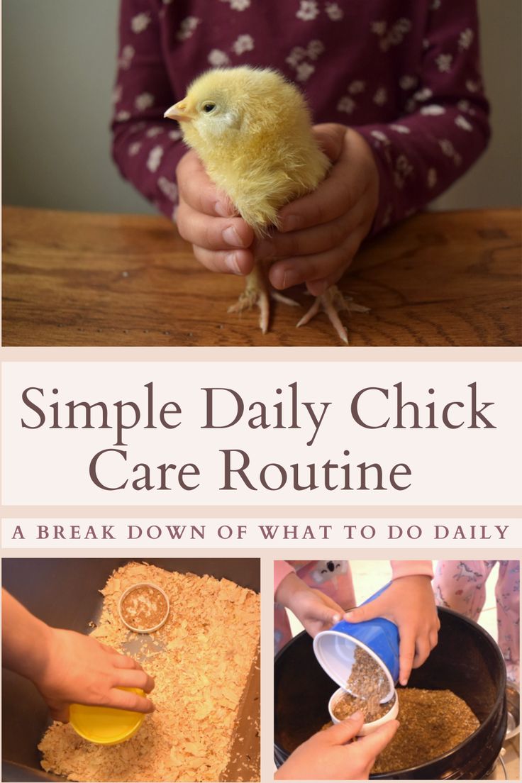 a walk through of how to care for baby chicks Daily Chicken Routine, Chick Care 101, Dairy Cow Breeds, Chicken Feeder Diy, Homestead Animals, Raising Farm Animals, Day Old Chicks, Backyard Chicken Coop Plans, Chicken Ideas