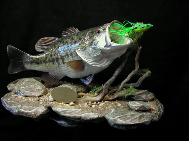 a fish that is sitting on some rocks and has a fishing hook in it's mouth