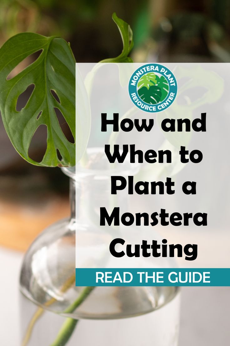 a plant in a vase with the words how and when to plant a monstera cutting