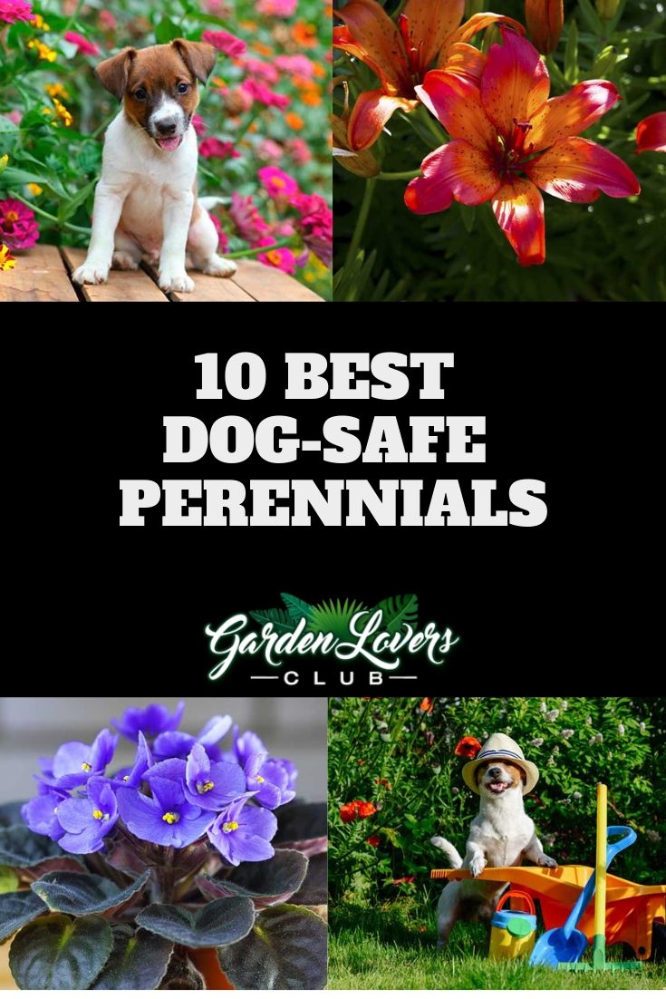 the top 10 best dog - safe perennials for your yard and garden plants to grow