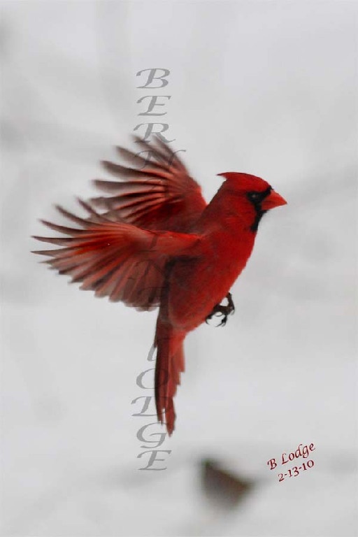 a red bird flying through the air with its wings spread