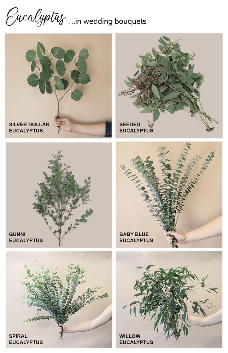 the different types of eucalyptus leaves are shown in this image, and there is also instructions to grow them