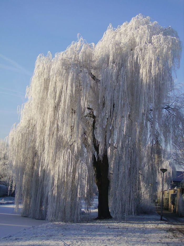 a large white tree covered in snow next to a street light and lampposts