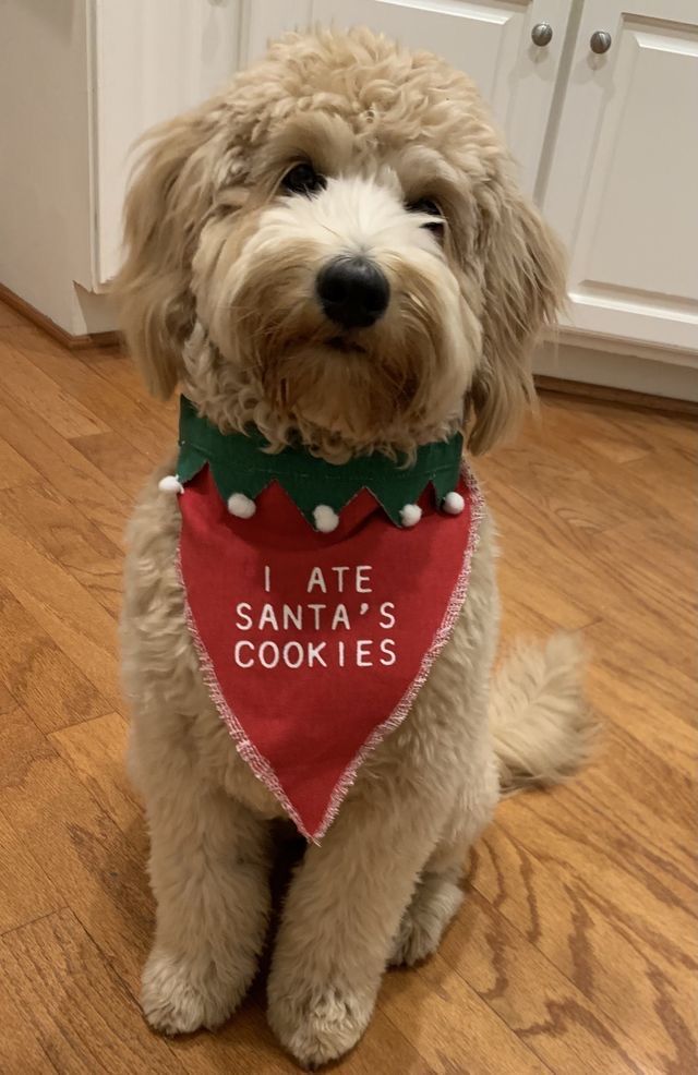 a dog wearing a red bandana that says, i ate santa's cookies