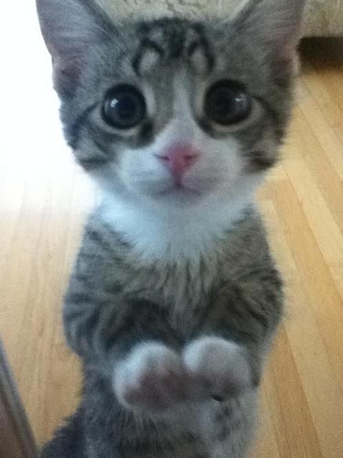 a small kitten is standing on its hind legs and looking up at the camera with one eye wide open