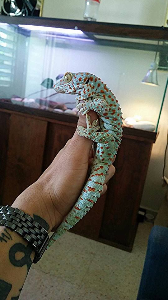 a hand holding a small snake in front of a fish tank with other items on it