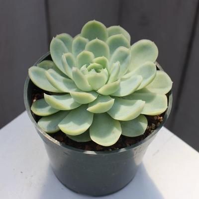 a small potted plant sitting on top of a table