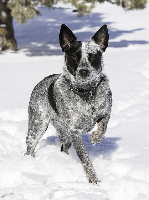 a small dog is running through the snow